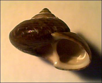 Gibbula umbilicaris